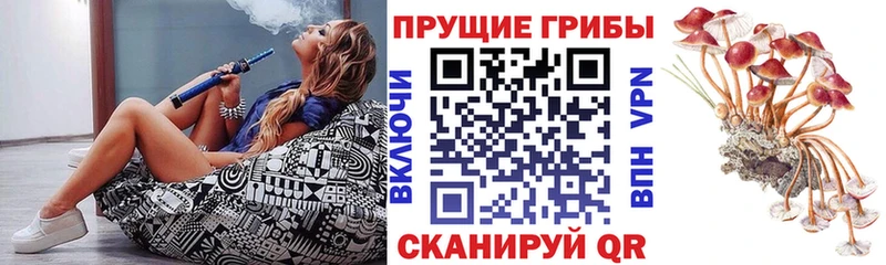 Галлюциногенные грибы Psilocybe  хочу   Норильск 